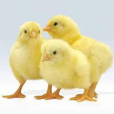 Poussins Pontes Premium